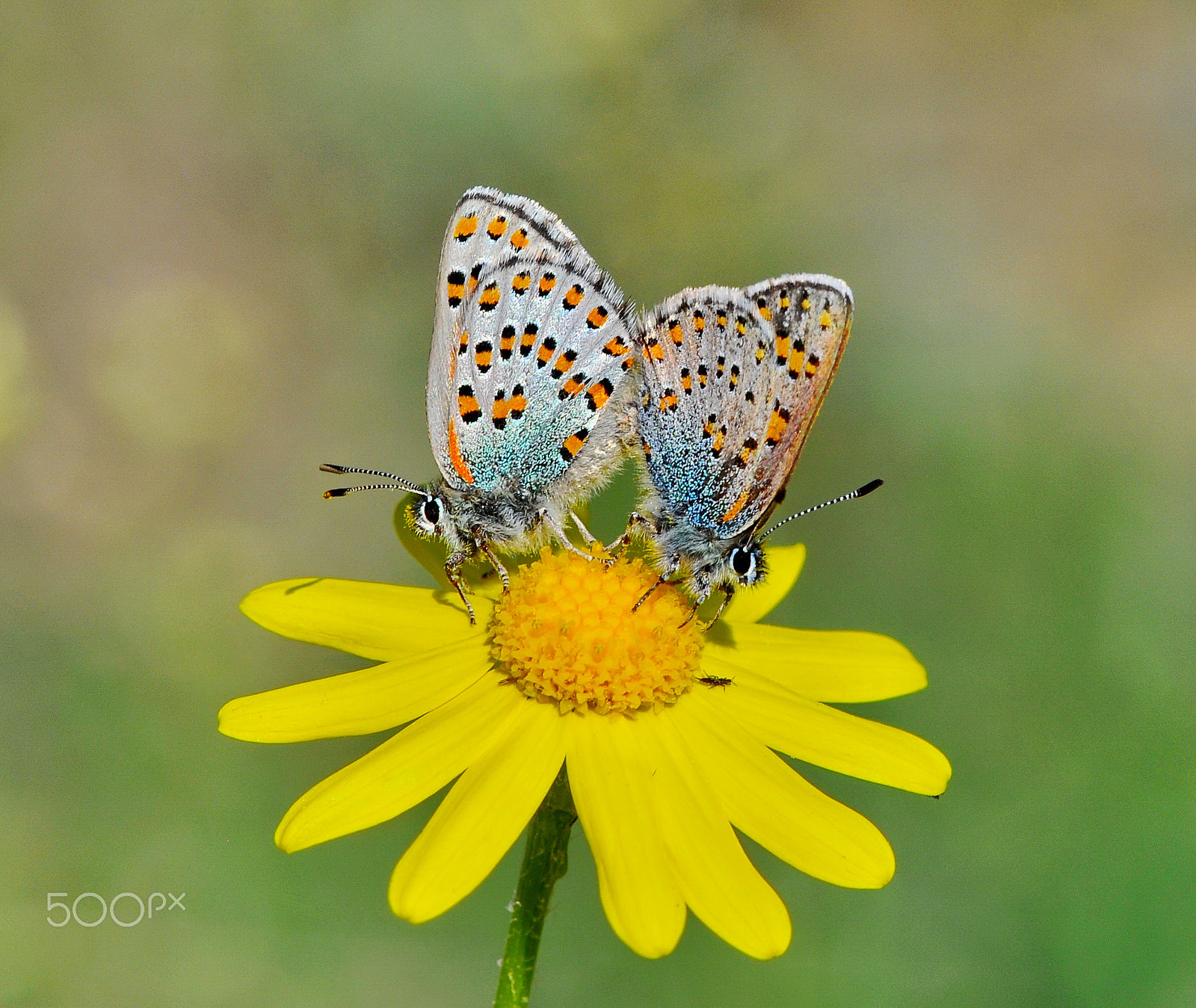 Nikon AF-S Micro-Nikkor 105mm F2.8G IF-ED VR sample photo. Tomares nogelii photography
