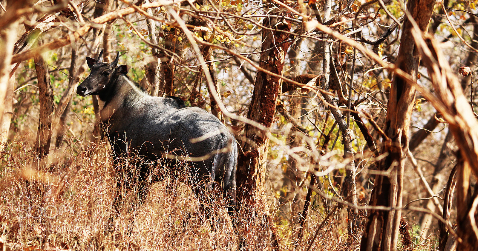 Canon EOS 70D sample photo. Img photography