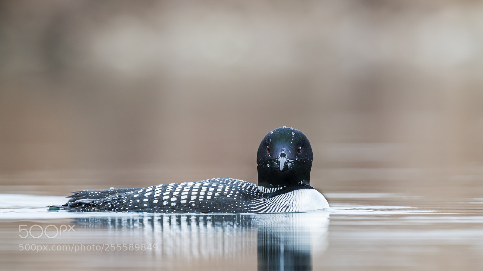 Nikon D850 sample photo. Common loon photography