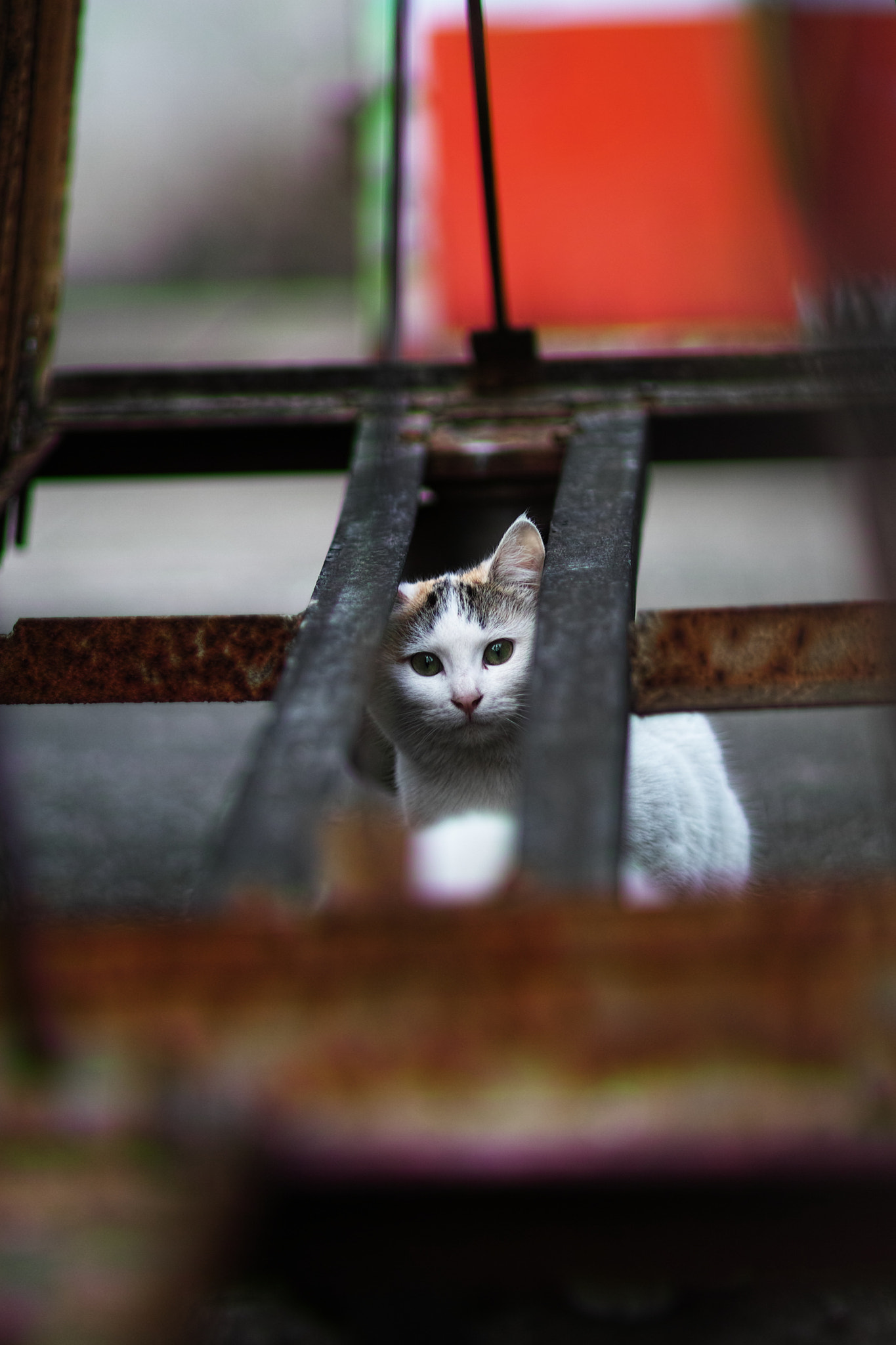 Sigma SD1 Merrill + Sigma 85mm F1.4 EX DG HSM sample photo. Cat every day photography