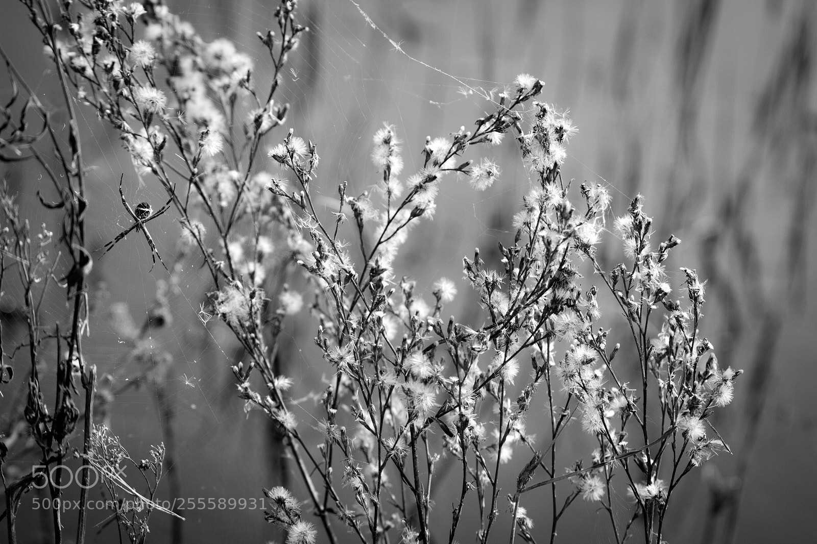 Canon EOS 7D sample photo. Nature vibes | flowers photography