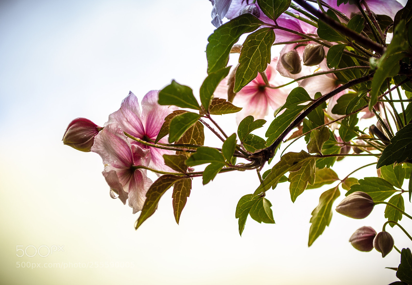 Nikon D5000 sample photo. Clematis  photography