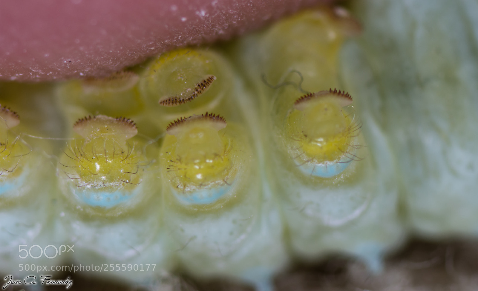 Nikon D7200 sample photo. Samia ricini foot detail photography