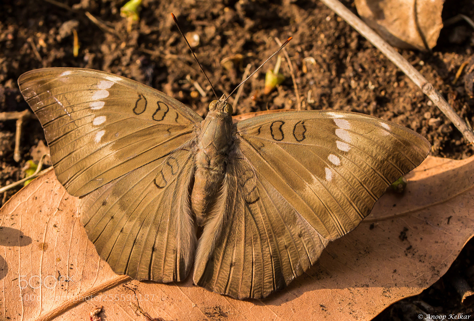 Canon EOS 700D (EOS Rebel T5i / EOS Kiss X7i) sample photo. Brown wings on brown photography