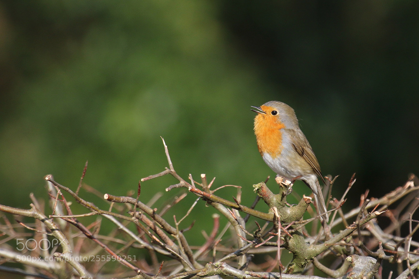 Canon EOS 70D sample photo. Untitled photography