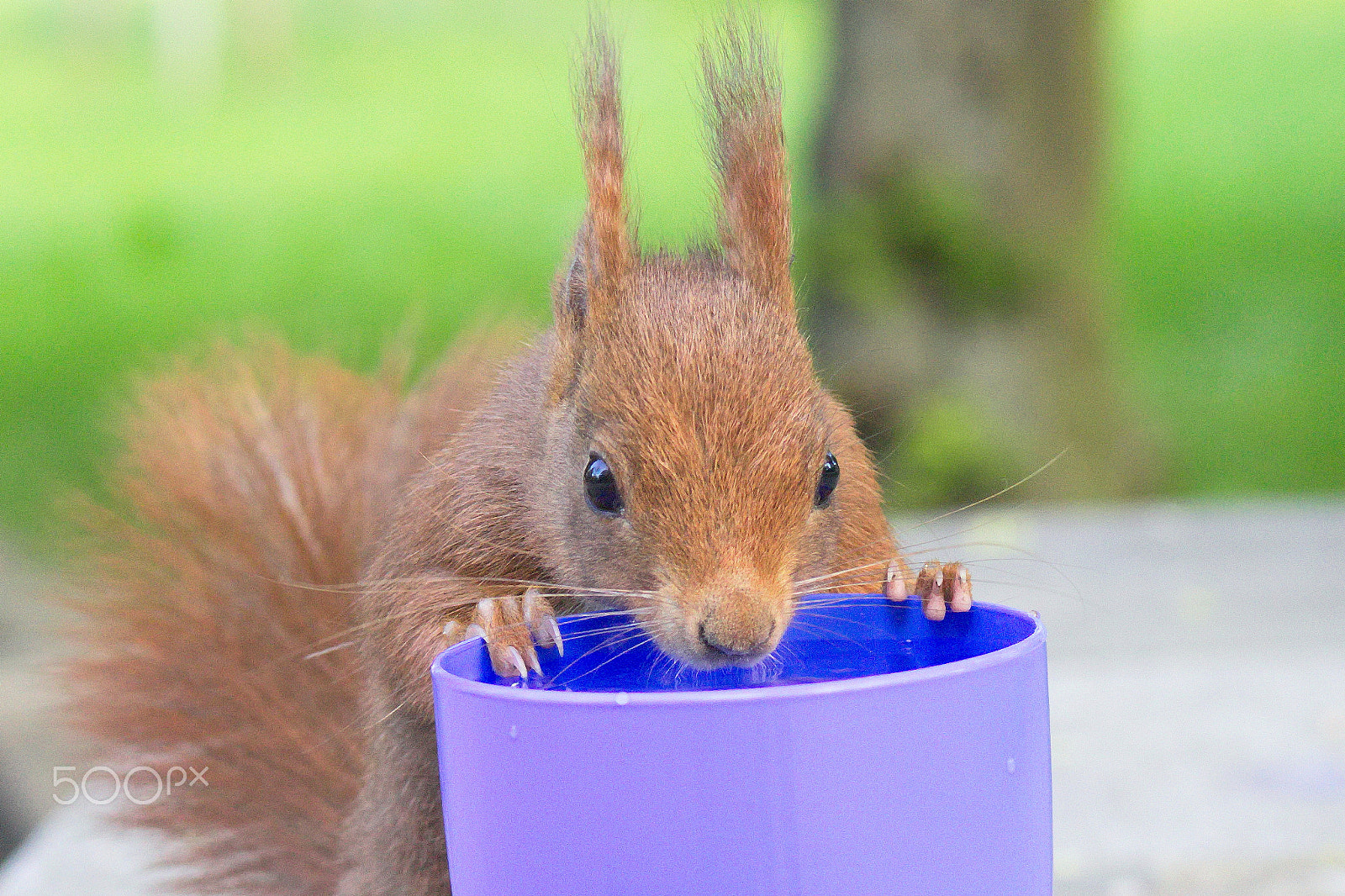 Canon EOS M10 + Canon EF-M 55-200mm F4.5-6.3 IS STM sample photo. Squirrel find the water photography