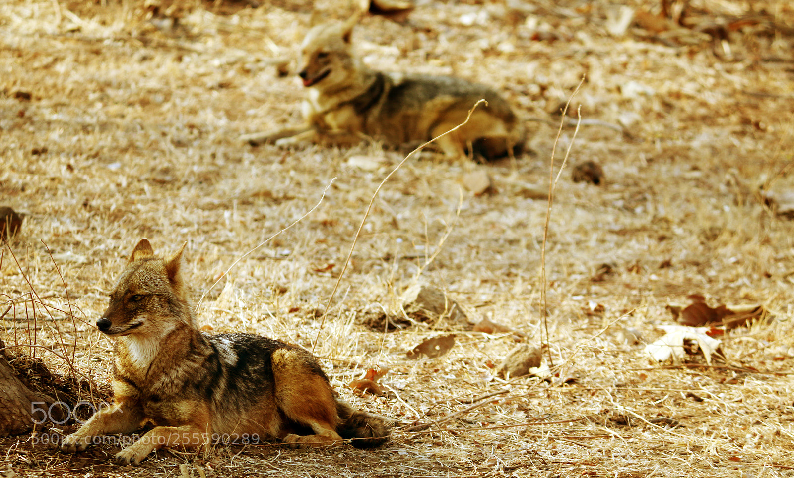 Canon EOS 70D sample photo. Img photography