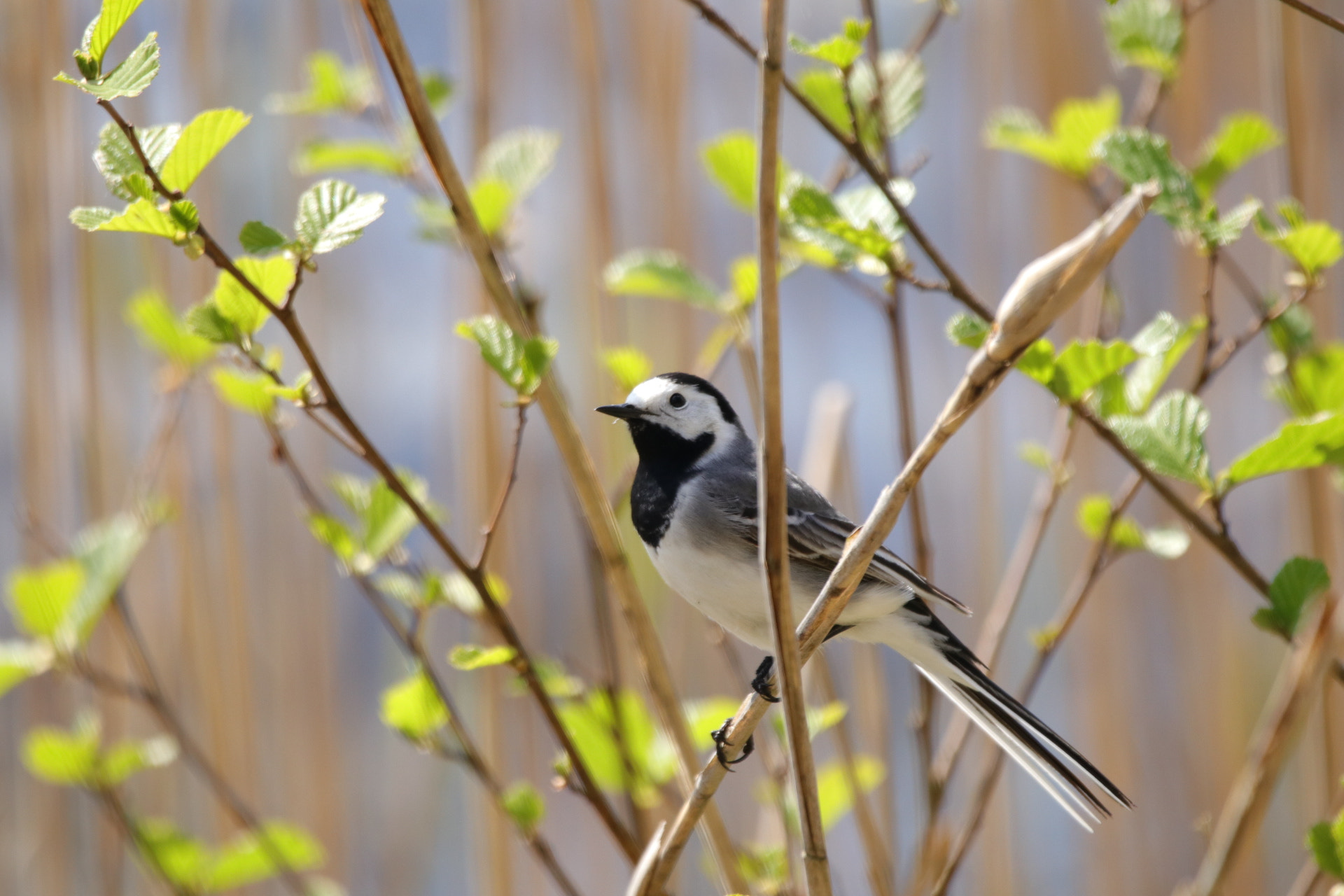 Sigma 150-600mm F5-6.3 DG OS HSM | C sample photo. Bird photography