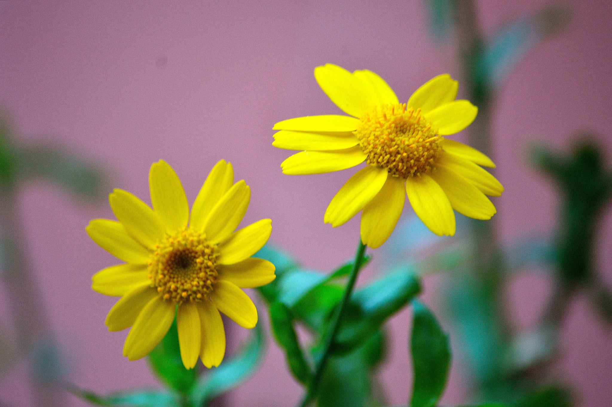 Nikon D3200 sample photo. Wildflowers photography
