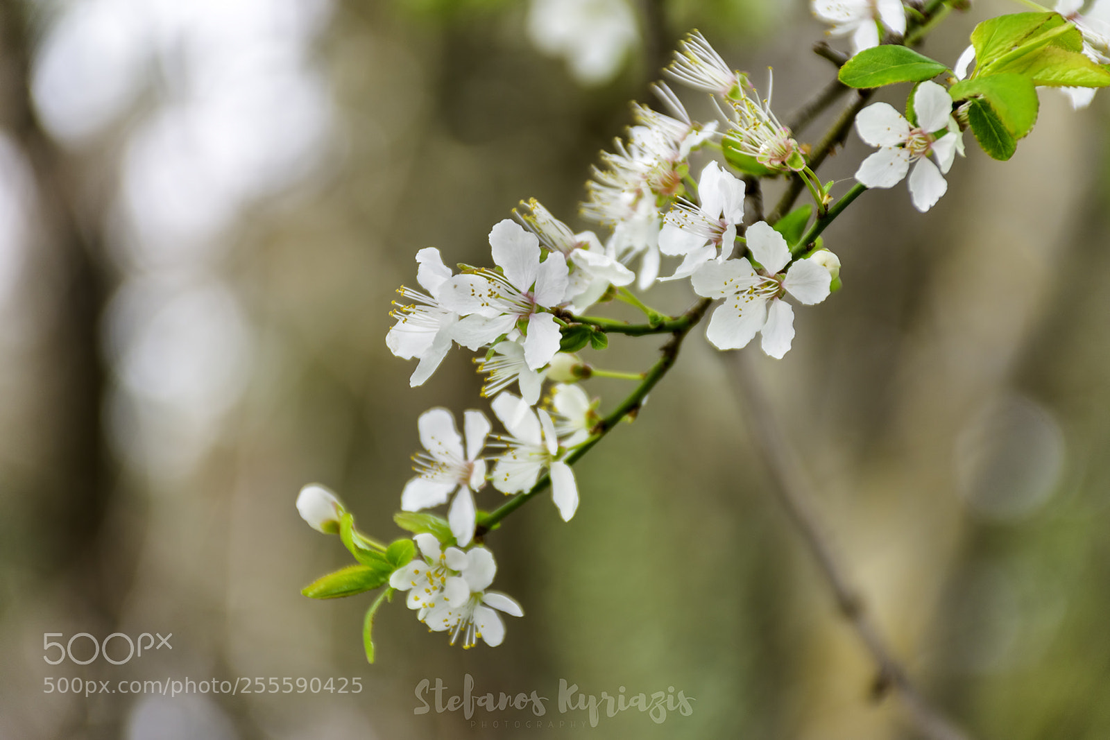 Nikon D7200 sample photo. Closeup of the branch photography