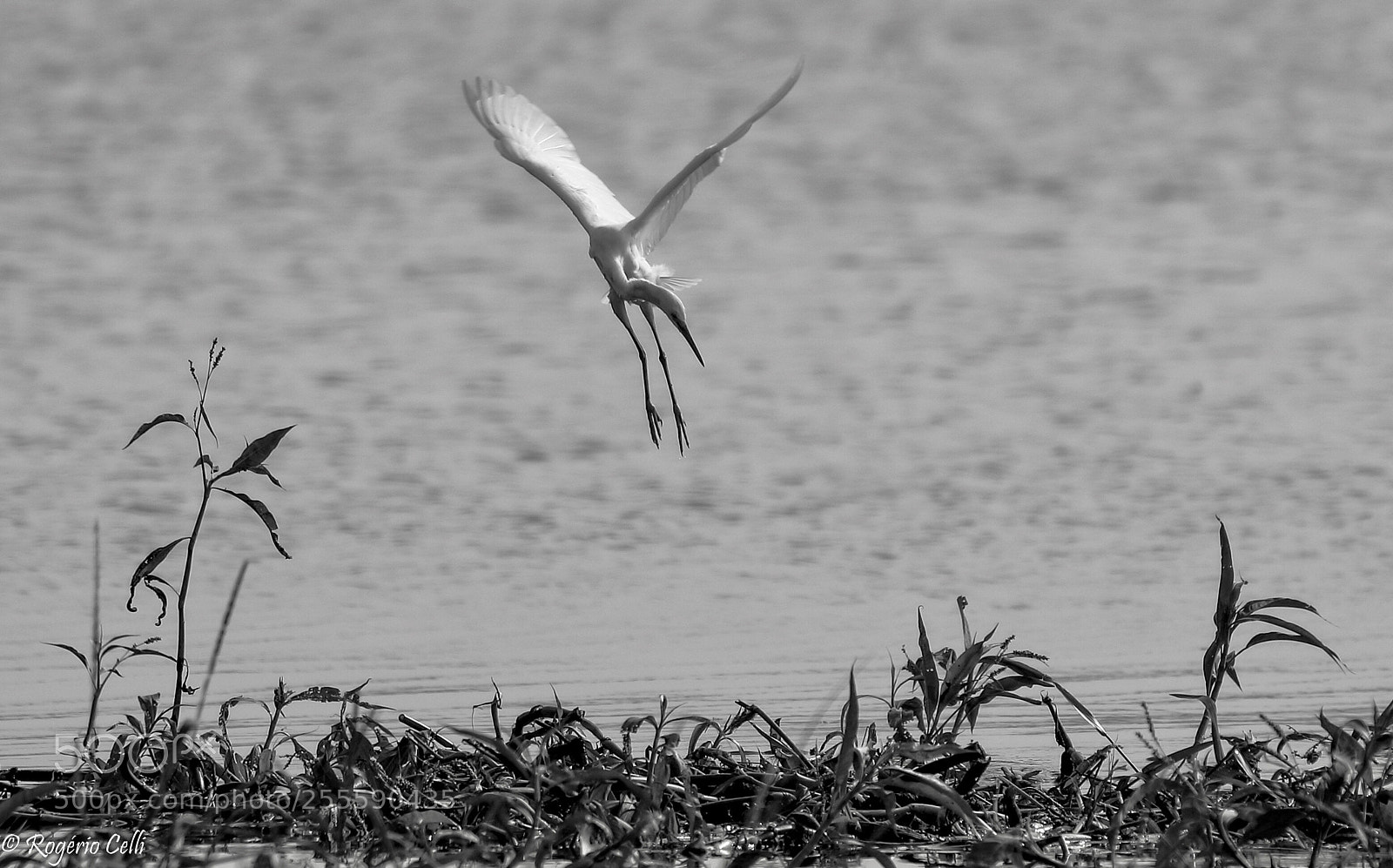Canon EOS 5D Mark IV sample photo. Nature vibes | birds photography