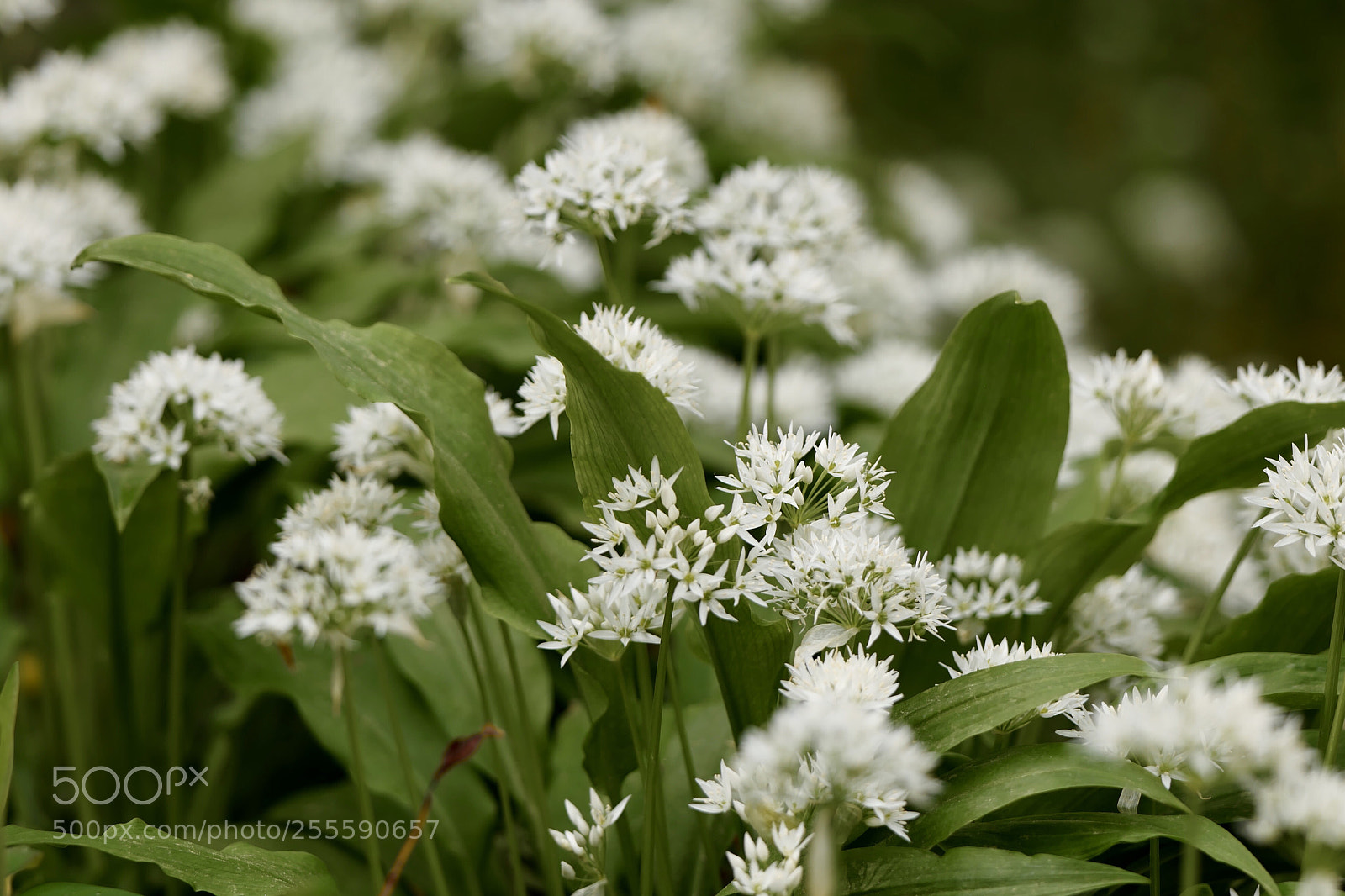 Leica SL (Typ 601) sample photo. Frühlingsblume photography