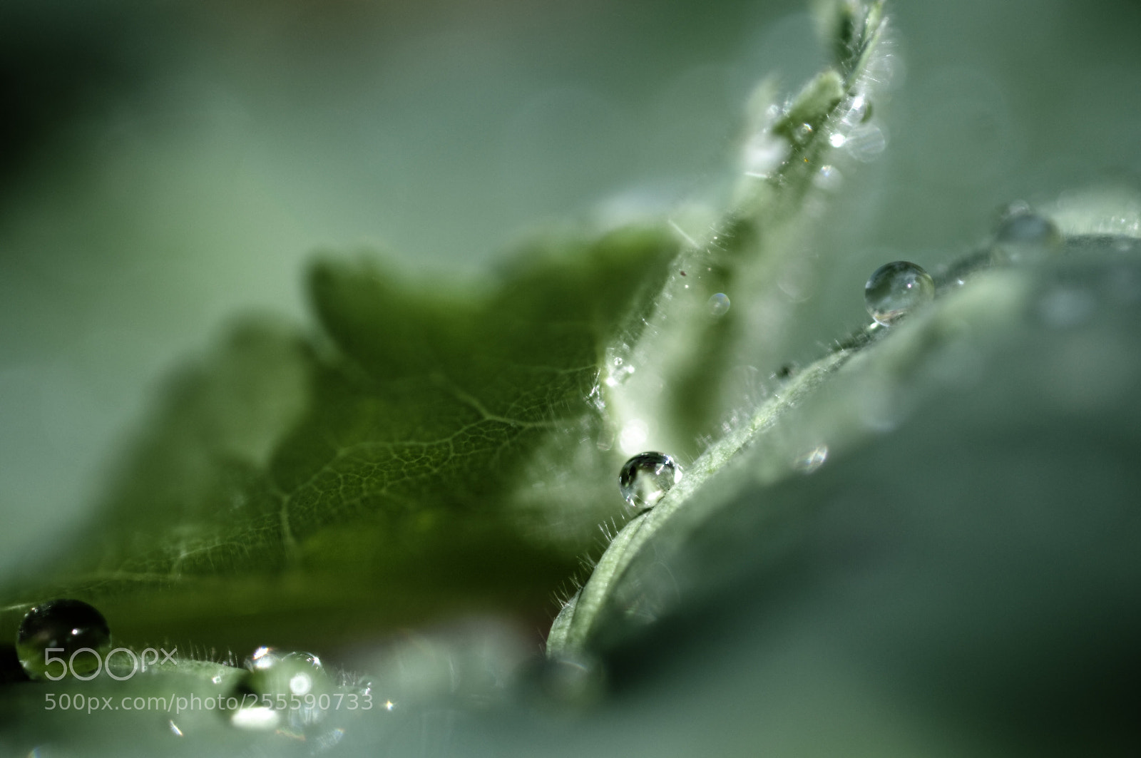 Nikon D300 sample photo. Drop serie photography