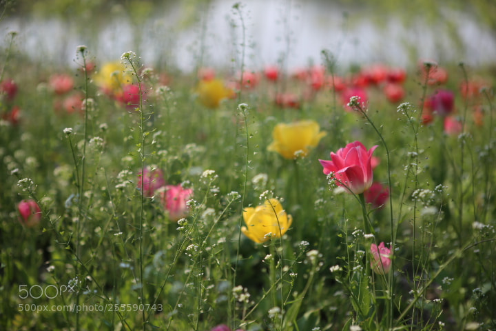 Canon EOS 6D + Canon EF 24-70mm F2.8L USM sample photo. Img photography