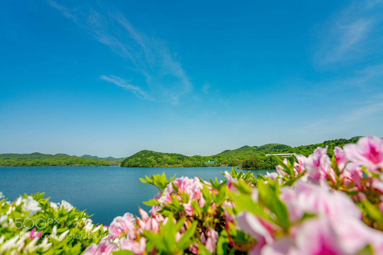 Sony a7 II sample photo. Iruka-ike pond with azalea photography
