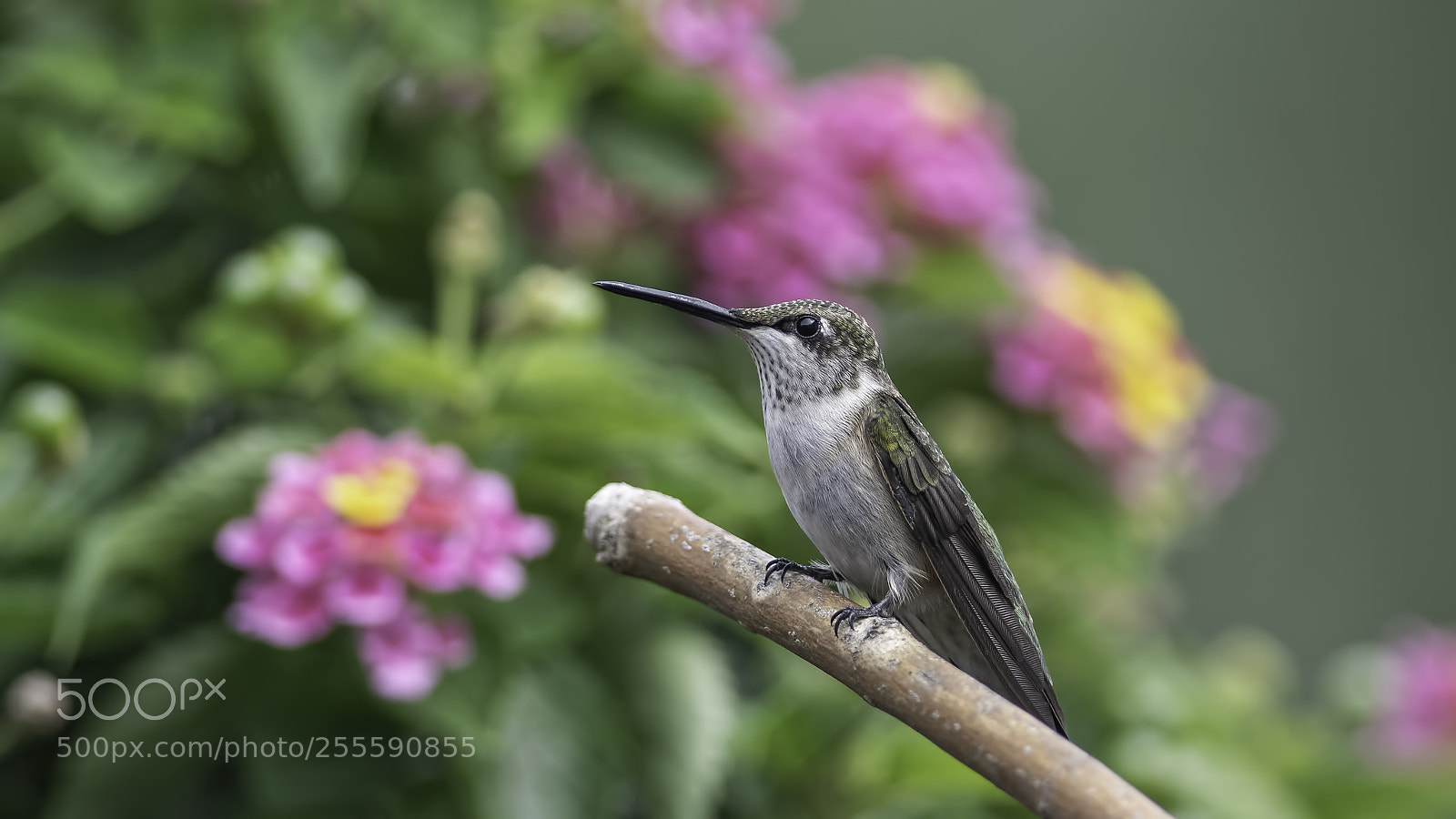 Nikon D7100 sample photo. Guarding the lantana photography
