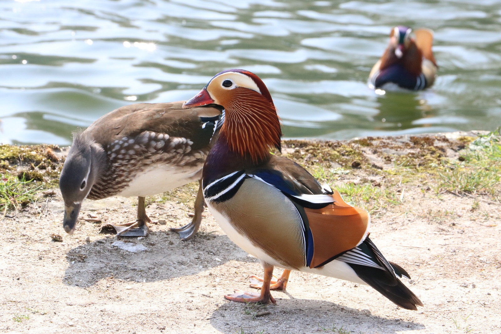 Canon EOS 750D (EOS Rebel T6i / EOS Kiss X8i) sample photo. Mandarin photography