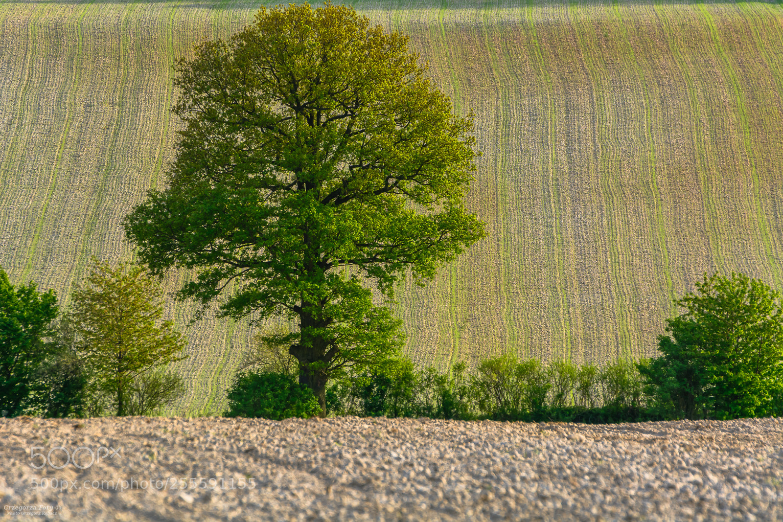 Nikon D7100 sample photo. Tree photography