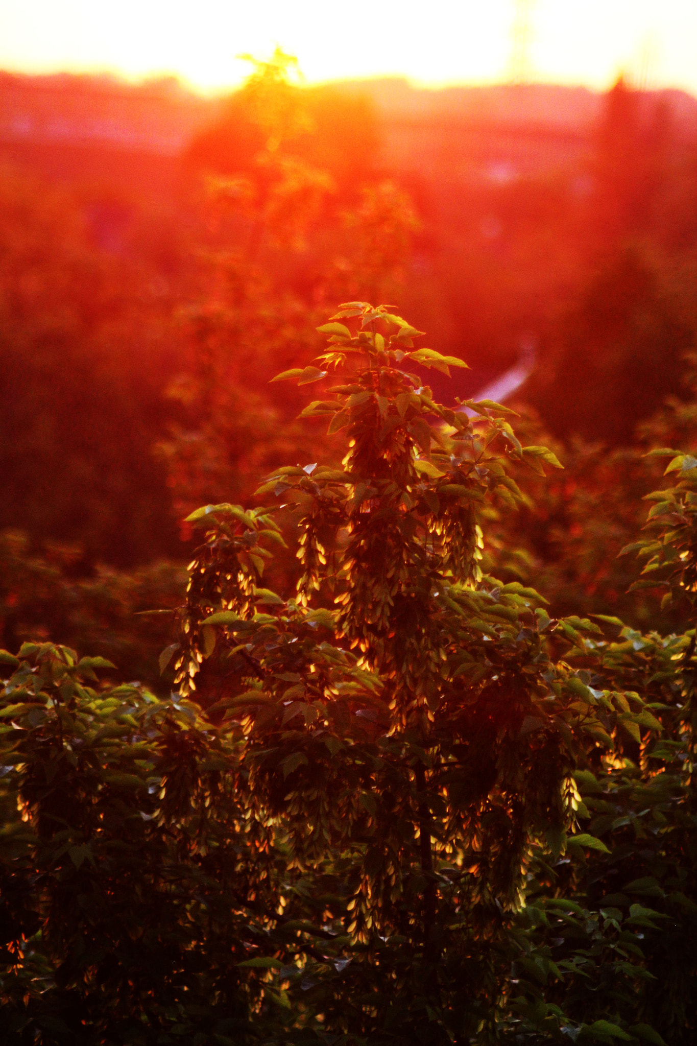 Canon EF 50-200mm f/3.5-4.5 sample photo