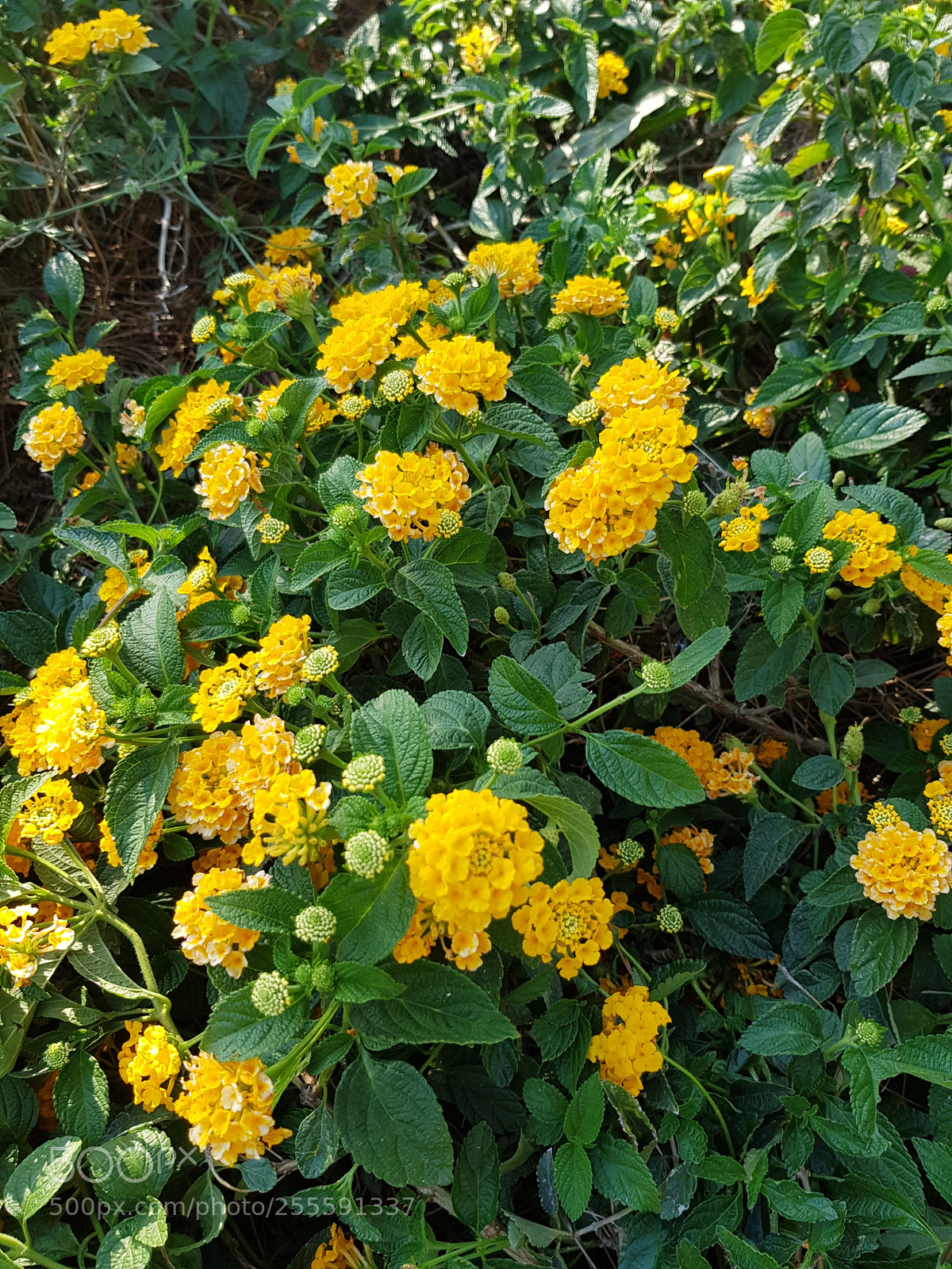 Samsung Galaxy S8 sample photo. Yellows. photography