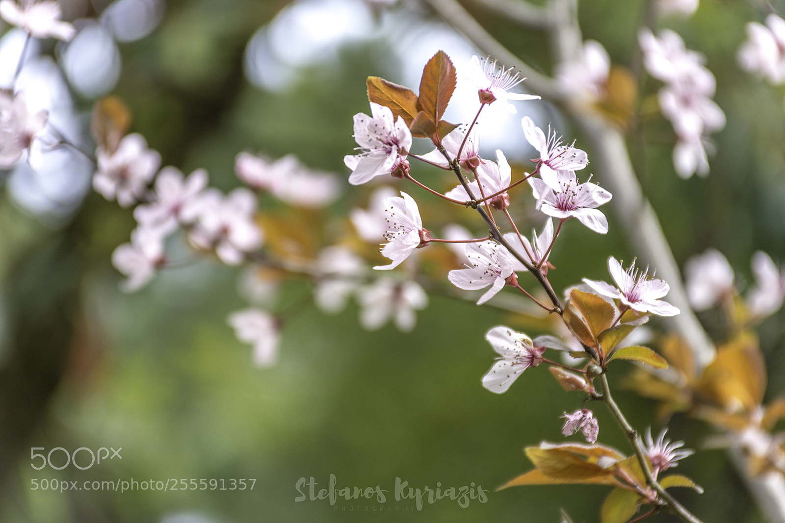 Nikon D7200 sample photo. Branch of an almond photography