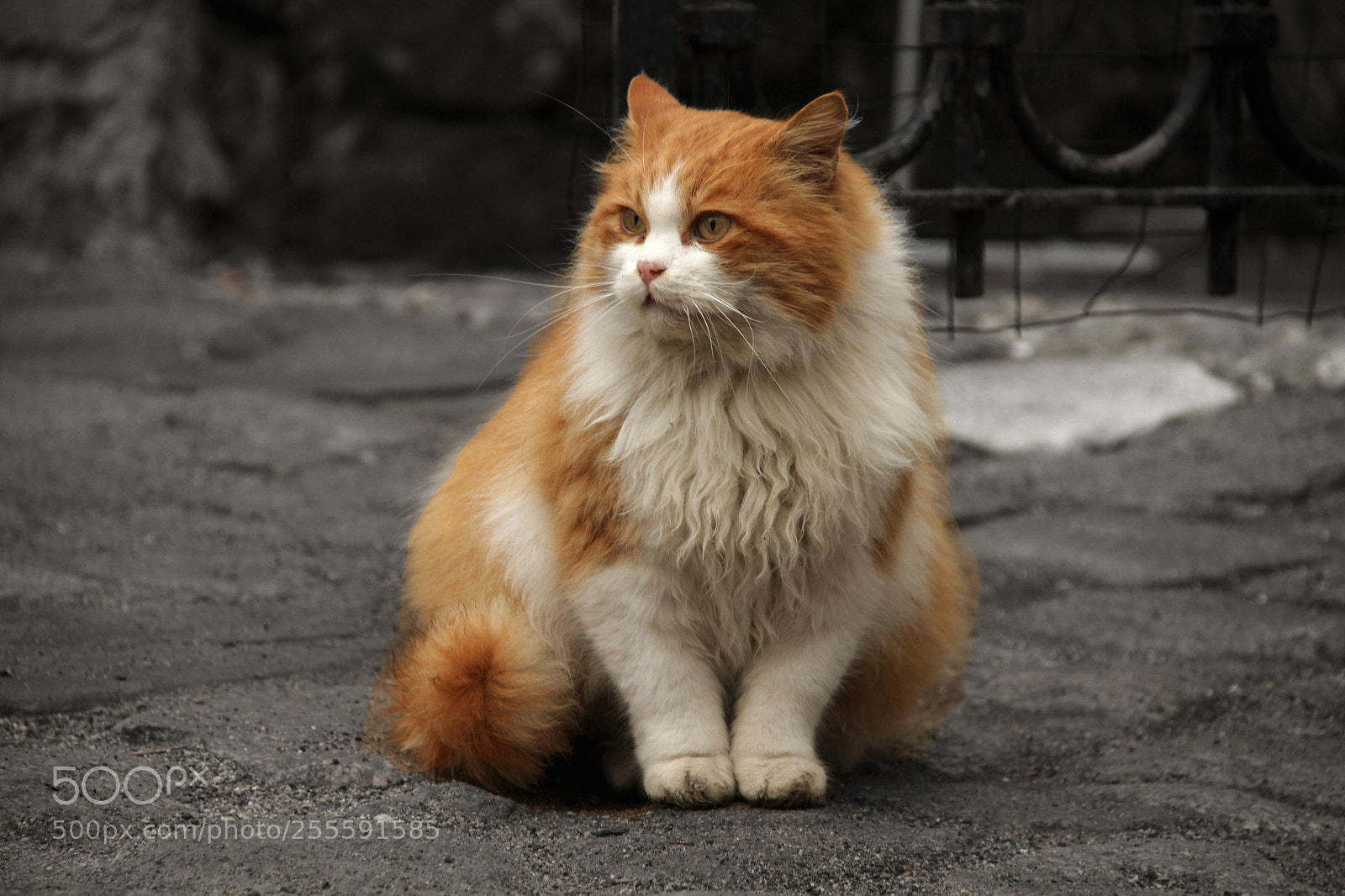 Canon EOS 7D sample photo. Plovdiv - cat photography