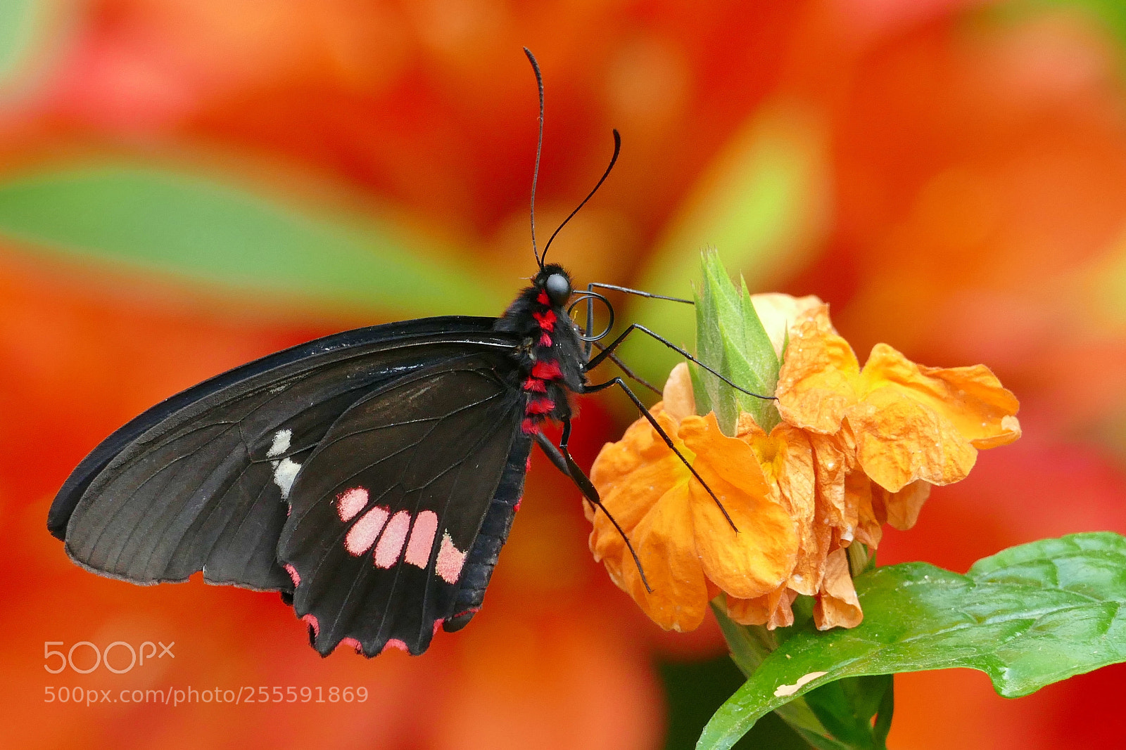 Panasonic Lumix DMC-FZ1000 sample photo. Butterfly, botanical gardens, montr photography