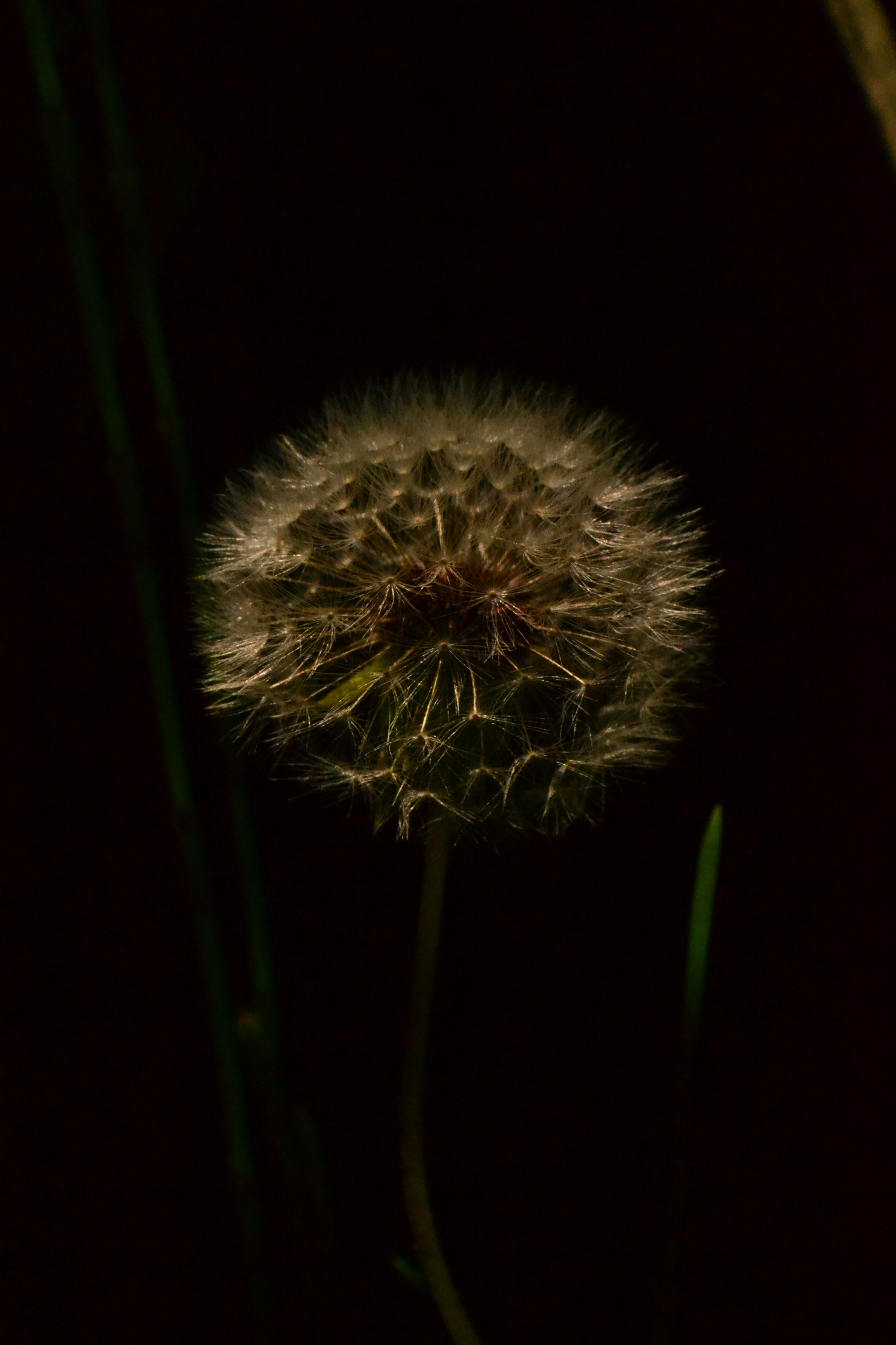 Nikon AF-S DX Micro Nikkor 40mm F2.8 sample photo. Wild flower photography