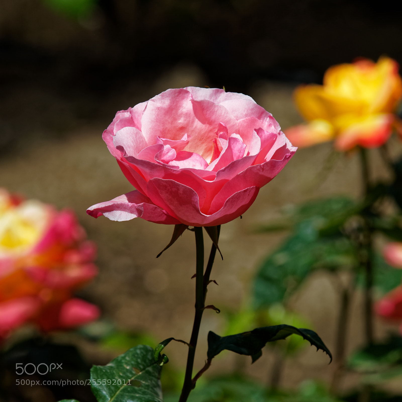 Olympus OM-D E-M1 sample photo. Burning roses photography