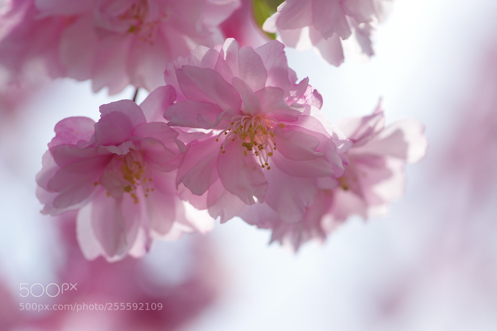 Pentax K-3 II sample photo. Sakura, cute pink photography