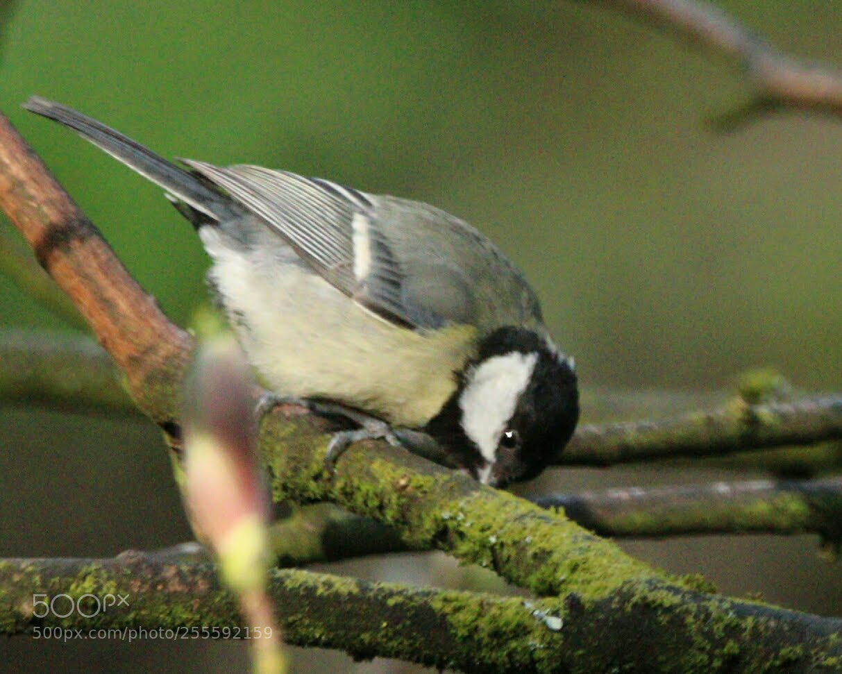 Canon EOS 700D (EOS Rebel T5i / EOS Kiss X7i) sample photo. Great tit photography