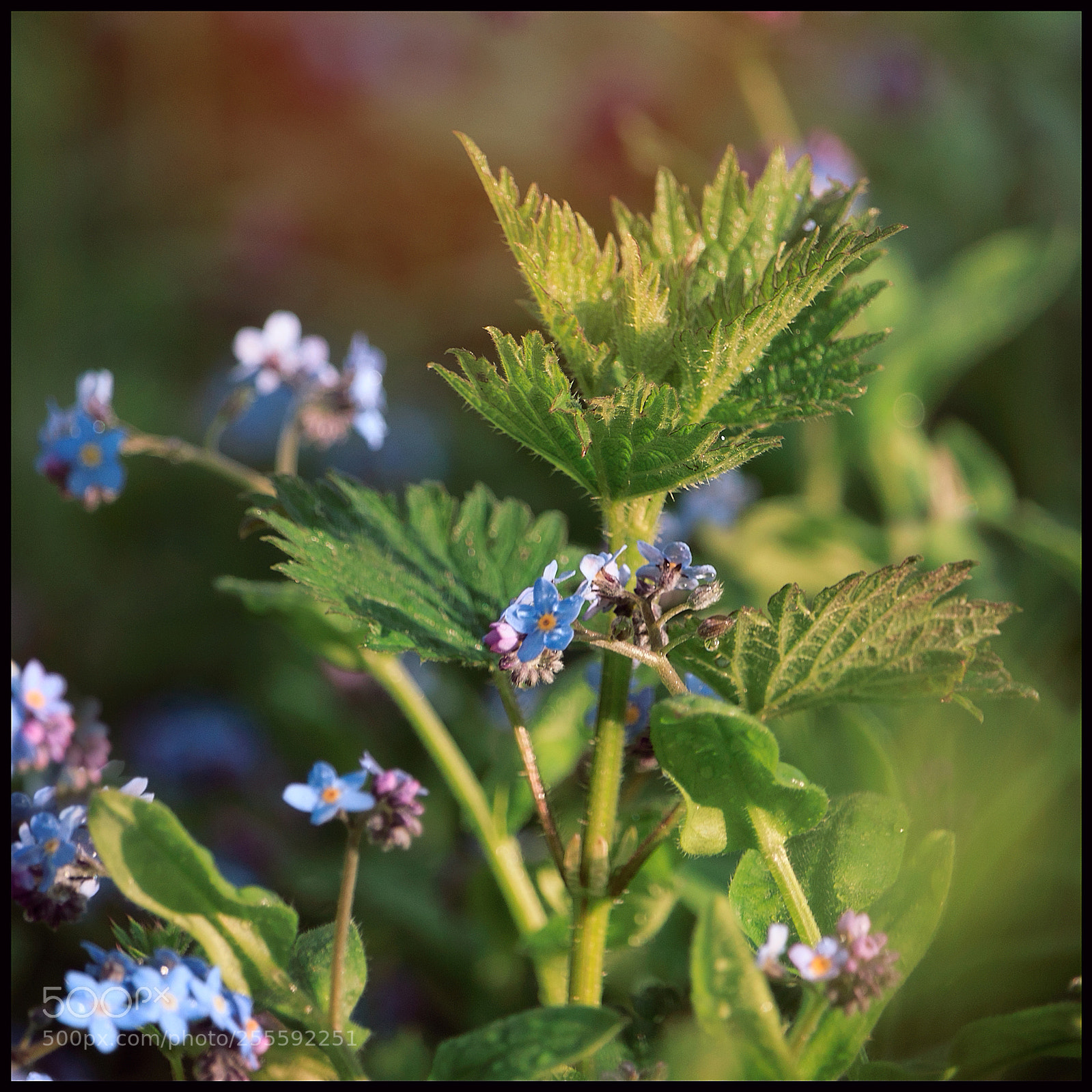Canon EOS 1300D (EOS Rebel T6 / EOS Kiss X80) sample photo. A nettle embrace photography