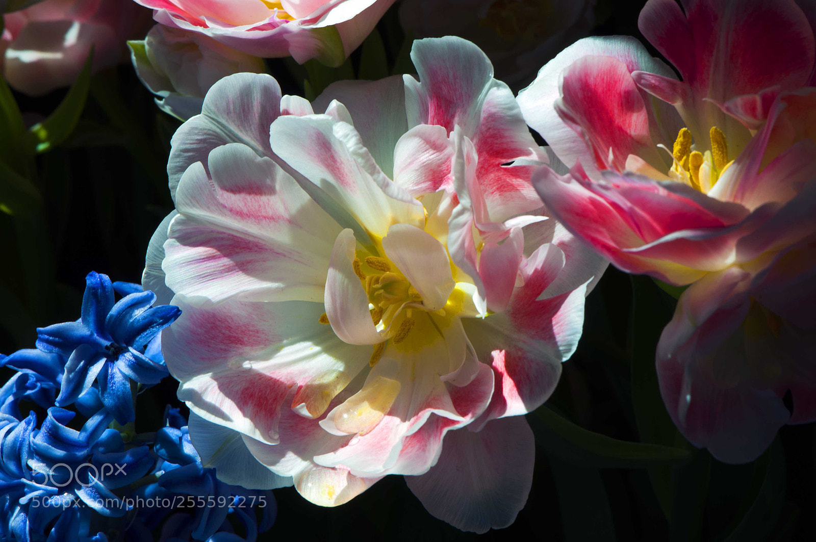 Nikon D300 sample photo. Morning sun photography