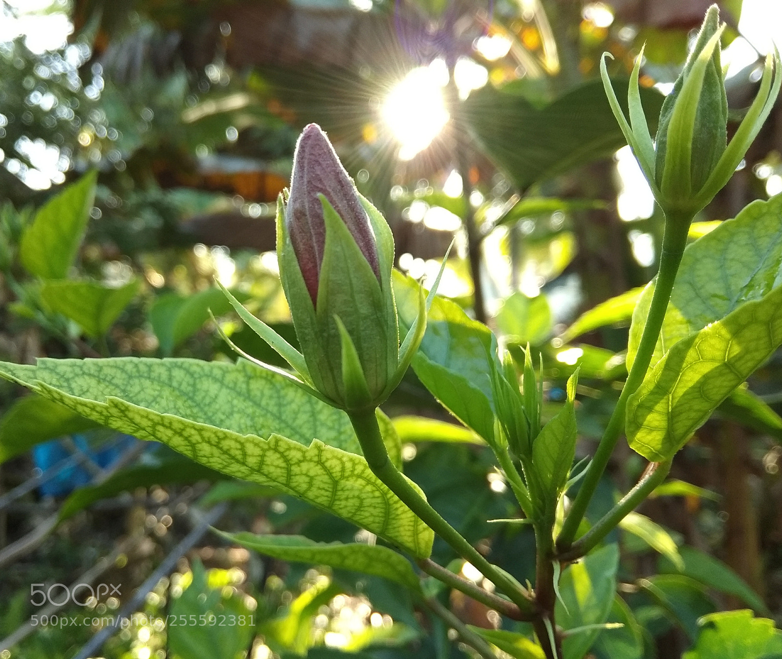 Xiaomi Redmi Note 5A sample photo. Untitled photography