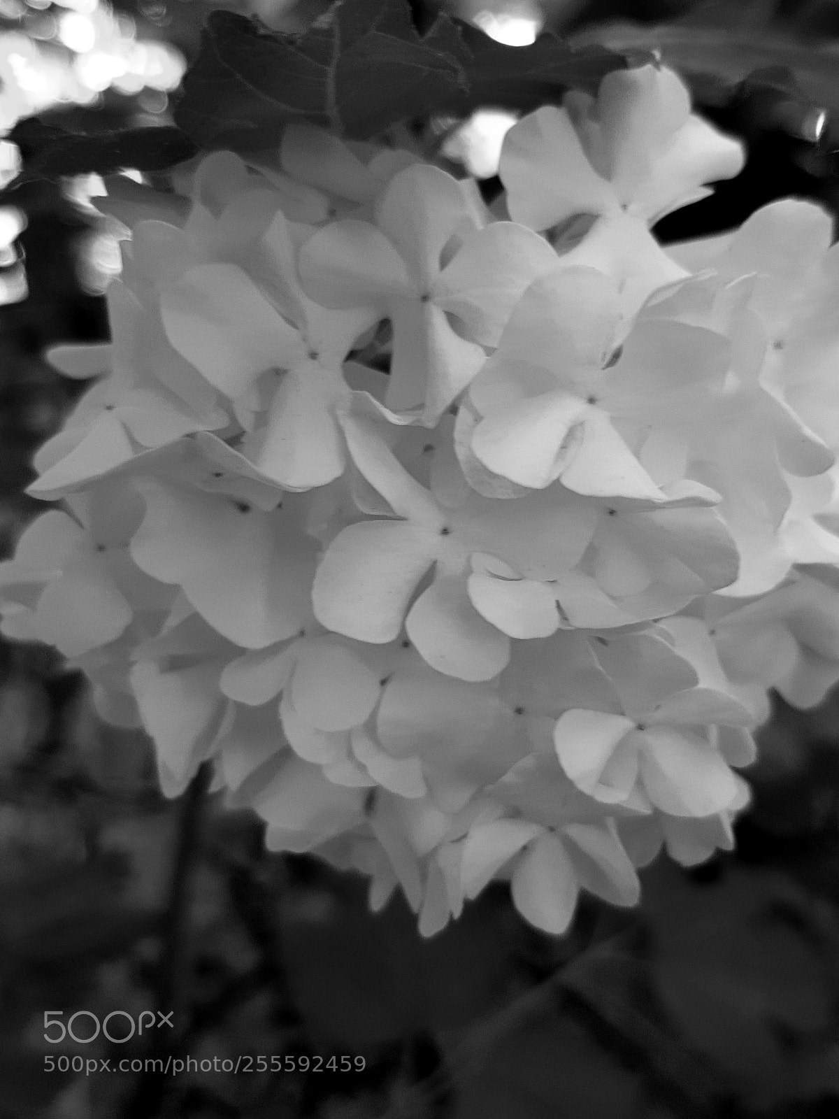 Samsung Galaxy S8 sample photo. Turkish blossom. photography