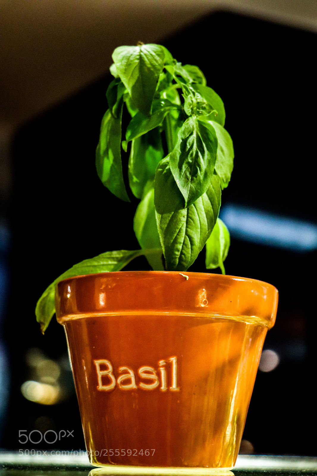 Canon EOS 77D (EOS 9000D / EOS 770D) sample photo. Basil photography