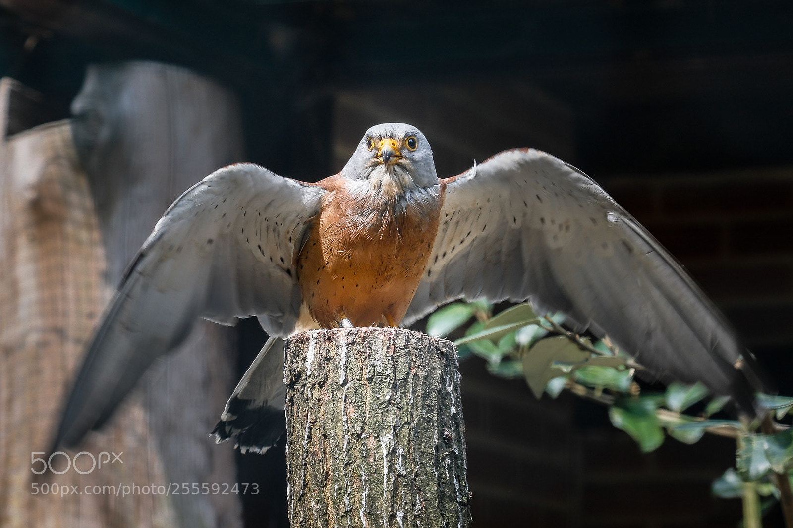 Canon EOS 6D Mark II sample photo. Bird photography