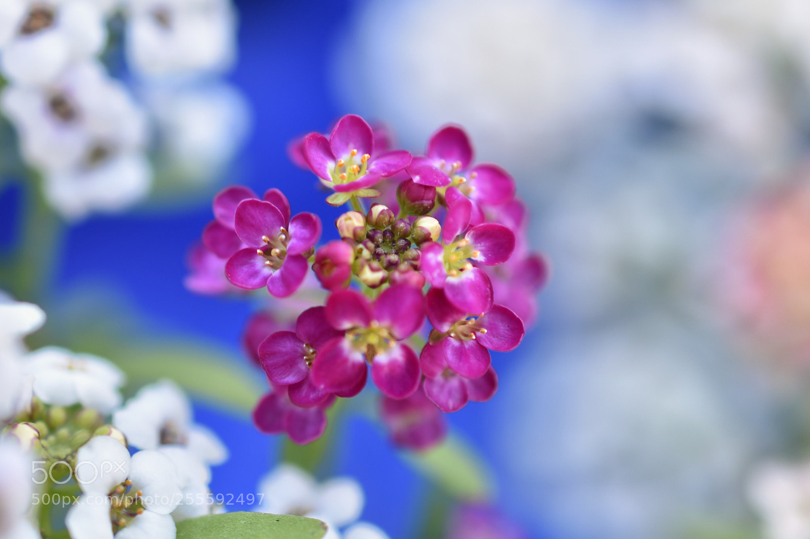 Nikon D3400 sample photo. Let’s stick together photography