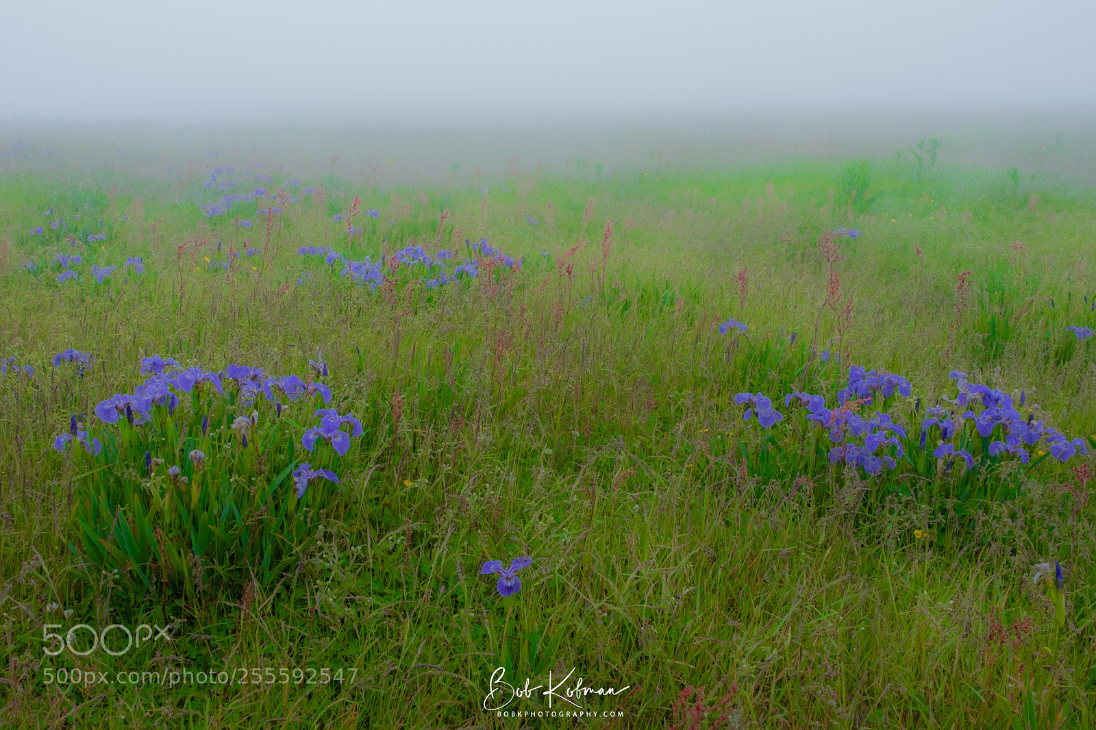 Fujifilm X-T2 sample photo. Flowers in fog photography