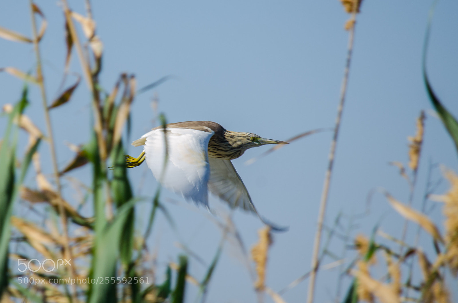 Nikon D7000 sample photo. Squacco heron photography