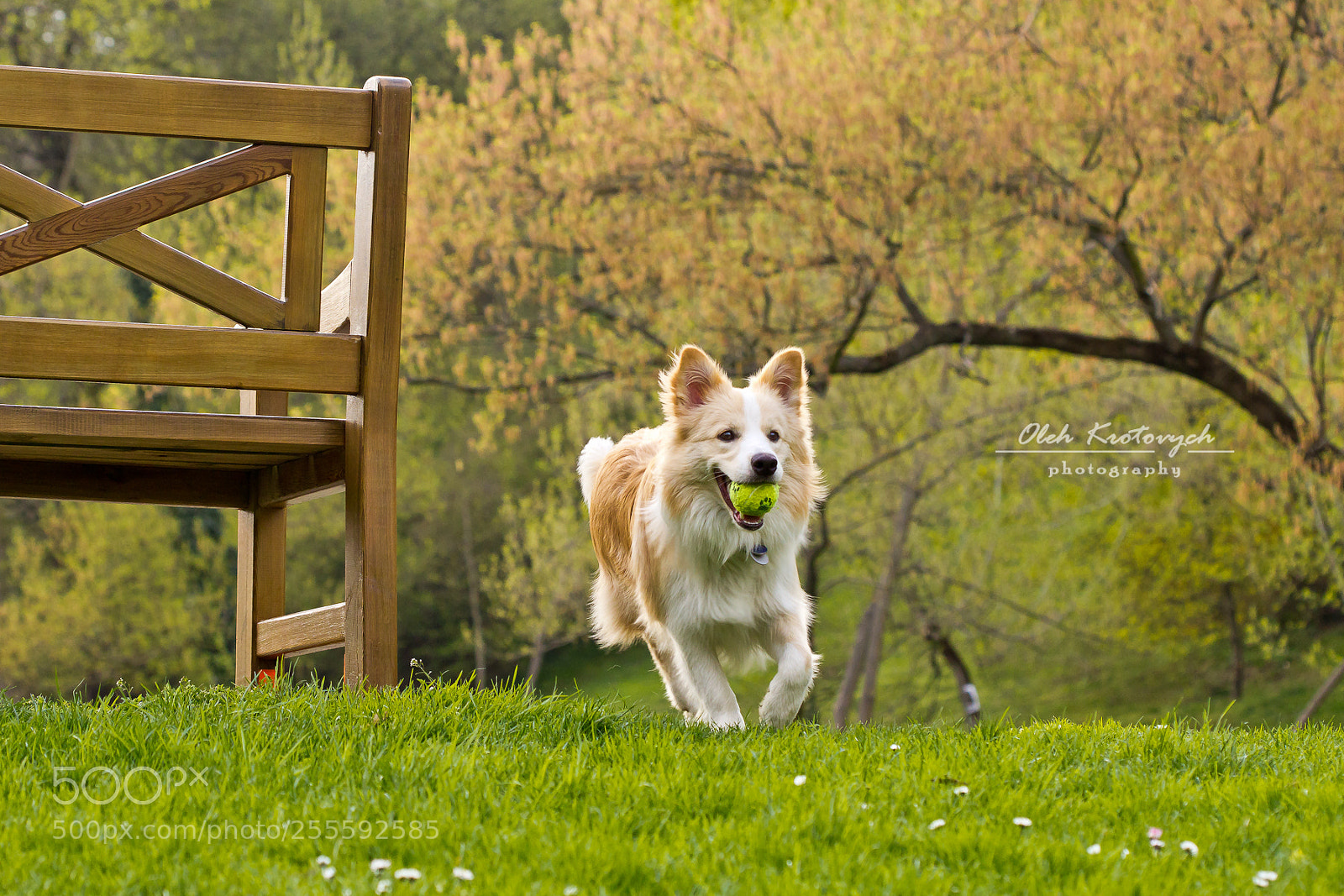 Canon EOS 600D (Rebel EOS T3i / EOS Kiss X5) sample photo. Charlie, the border collie photography