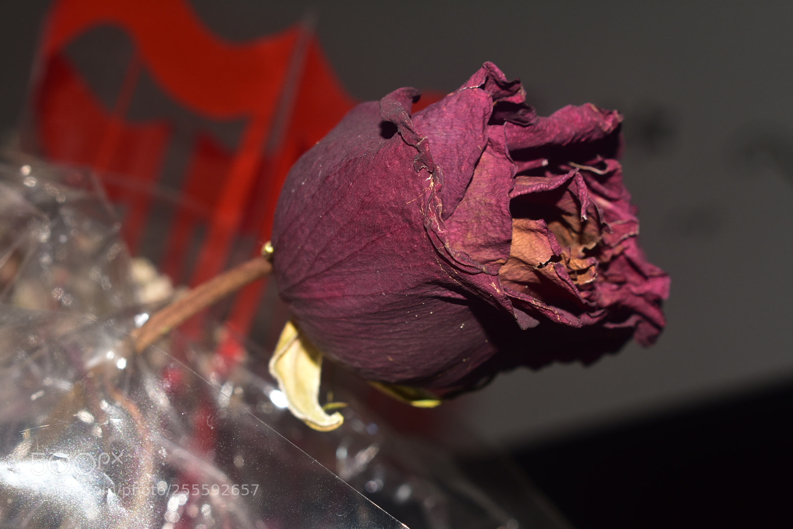 Nikon D3400 sample photo. Untitled photography