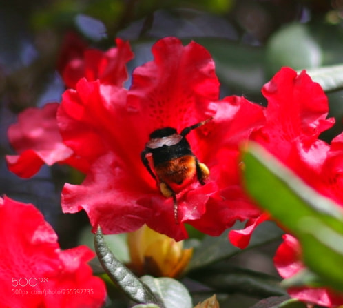 Canon EOS 70D sample photo. Untitled photography