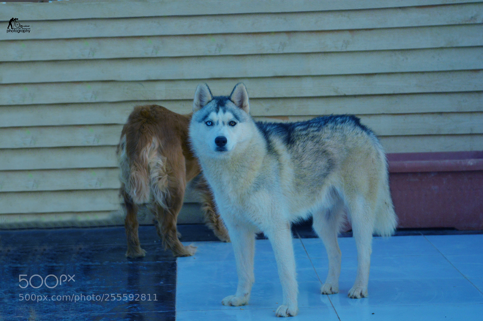 Nikon D5200 sample photo. Untitled photography