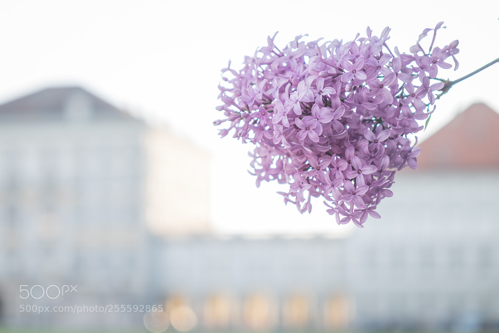 Fujifilm X-E2 sample photo. A bouquet for spring photography