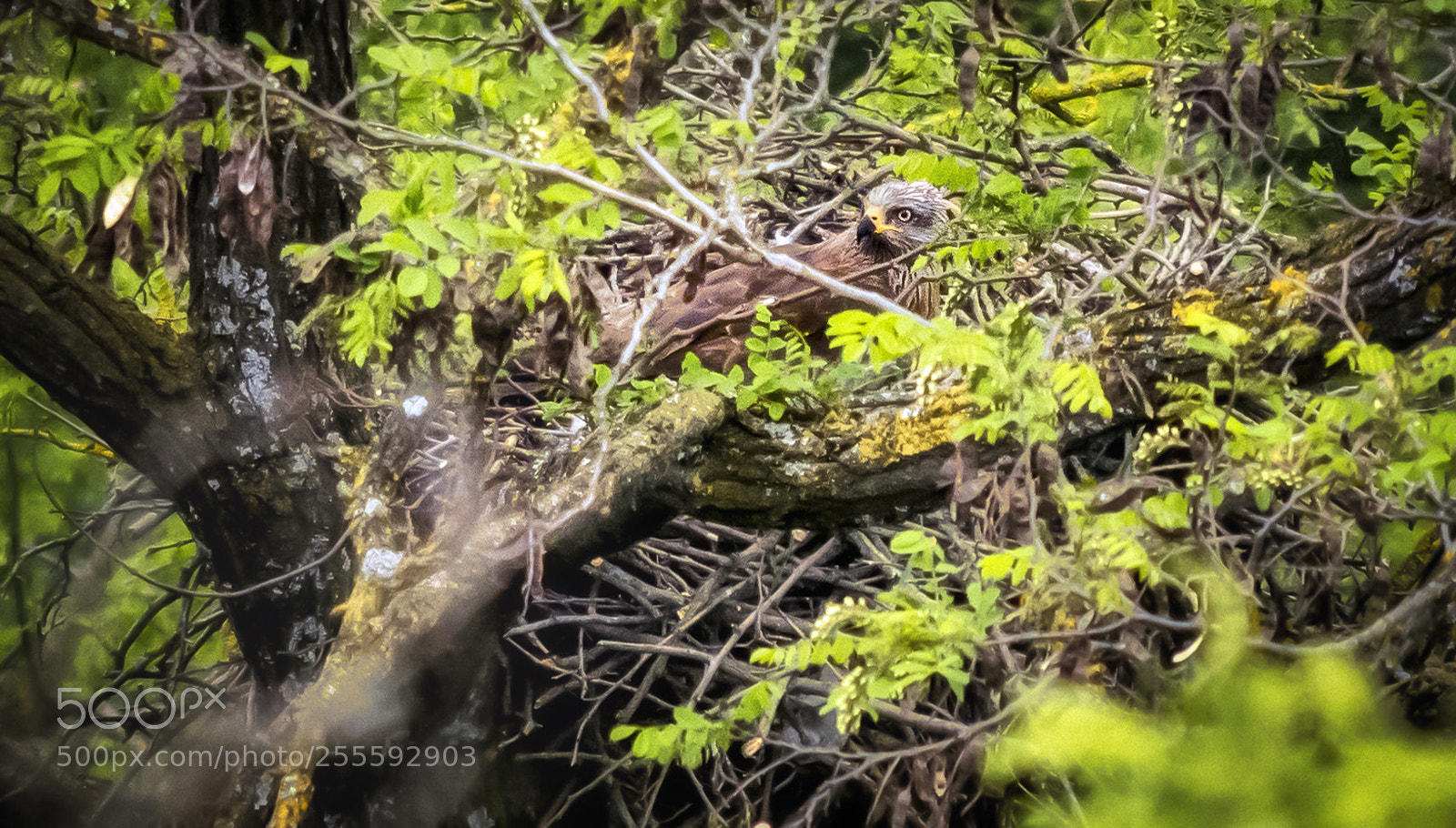 Nikon D7200 sample photo. Black kite nesting photography