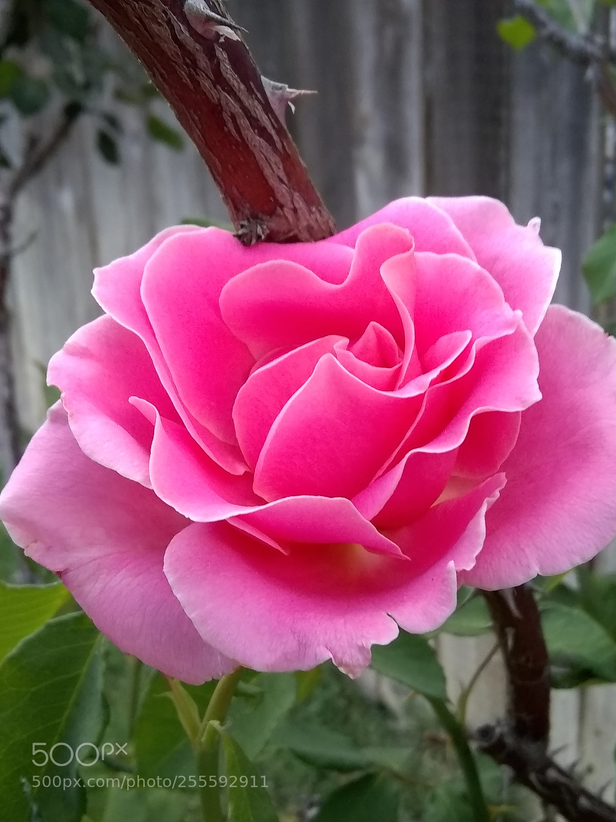 Motorola Moto E4 sample photo. Untitled photography