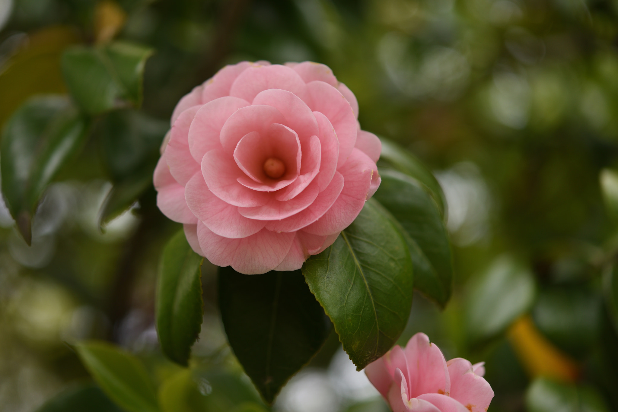 Nikon D750 + Nikon AF-S Micro-Nikkor 60mm F2.8G ED sample photo. ツバキ 野々市中央公園 photography