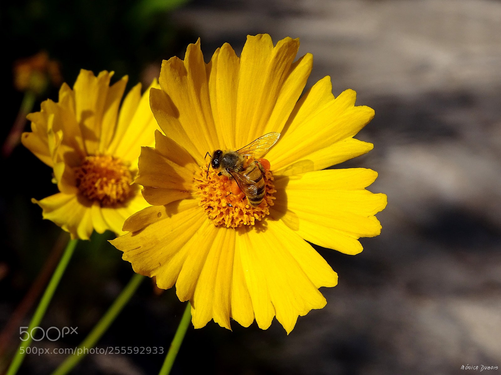 Sony Cyber-shot DSC-HX400V sample photo. Un pequeño visitante photography