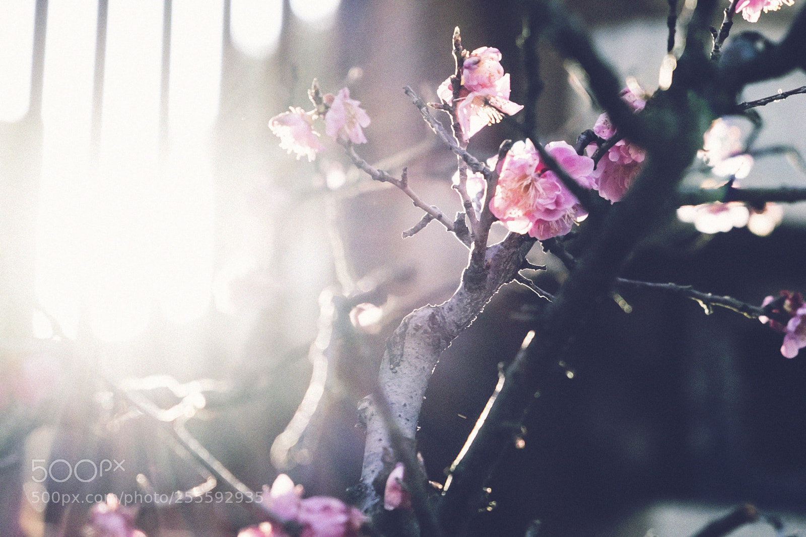 Fujifilm X-T10 sample photo. Ume blossoms in the photography